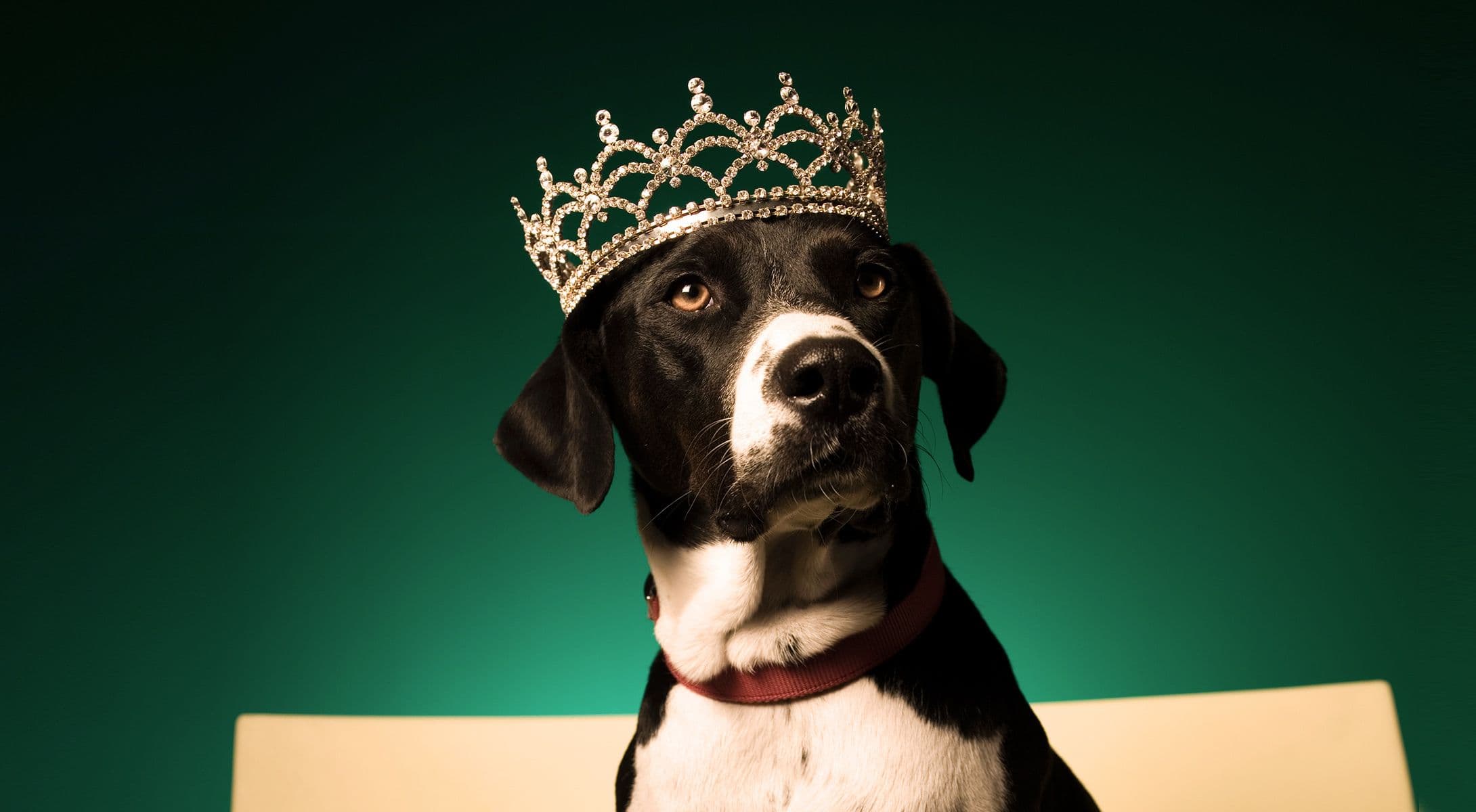 5 Steps to Securing Your Organization’s ‘Crown Jewels’ of Data